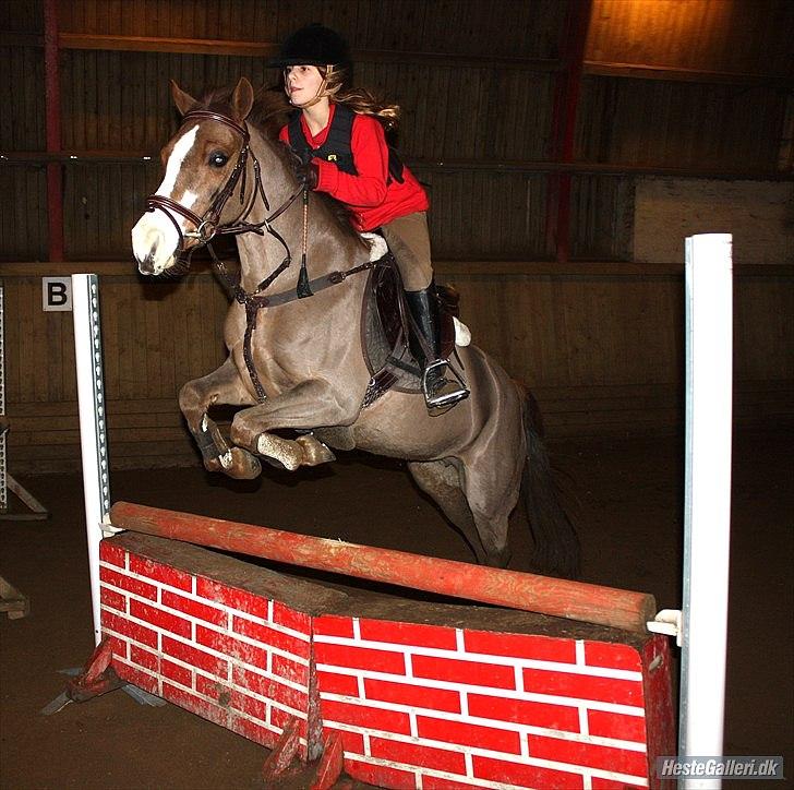Tysk Sportspony Farina - Du er en drøm der er gået i opfyldelse for mig<3 foto: AC tak<3 billede 5
