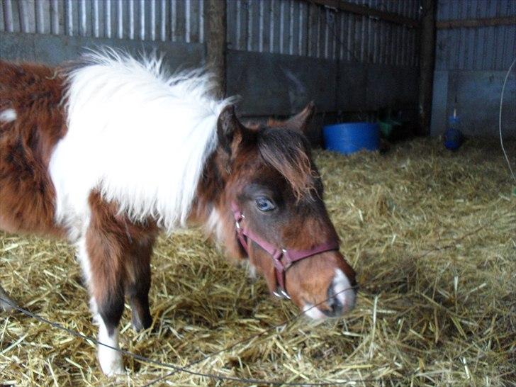 Amerikansk Miniature Teglmosens Afrodite West billede 6