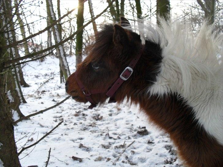 Amerikansk Miniature Teglmosens Afrodite West billede 7