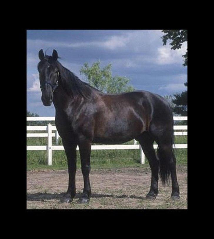 Anden særlig race Donhill  ( x-Part :'( ) - Billede lånt fra VSR.. (-:! billede 10