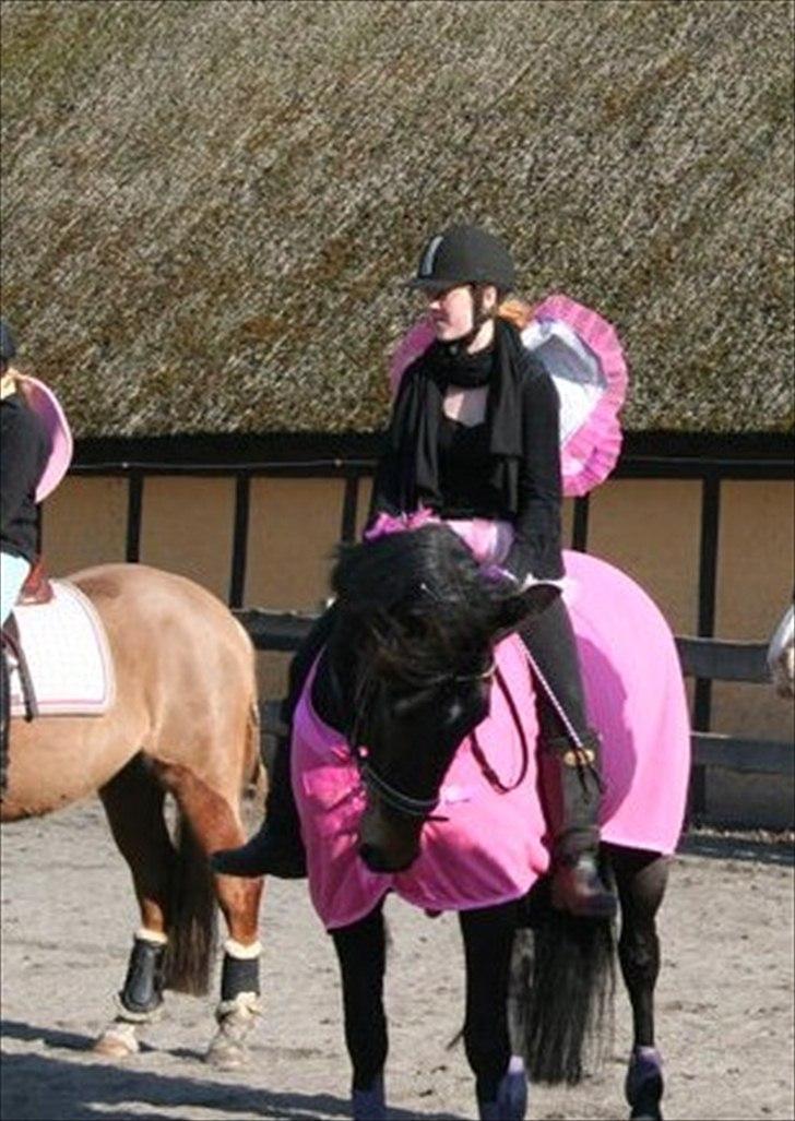 Anden særlig race Flying Maddie - smukke hest :D billede 4