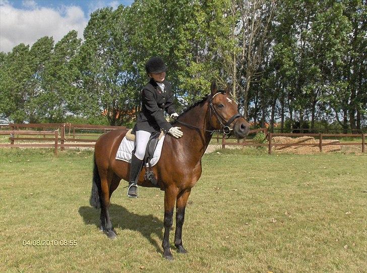 New Forest 1st. Class Prince Albert - Efter endt ridt i solrød, 2 plads :-)  billede 10