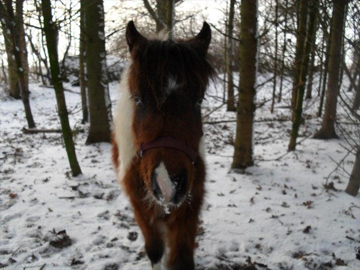 Amerikansk Miniature Teglmosens Afrodite West billede 8