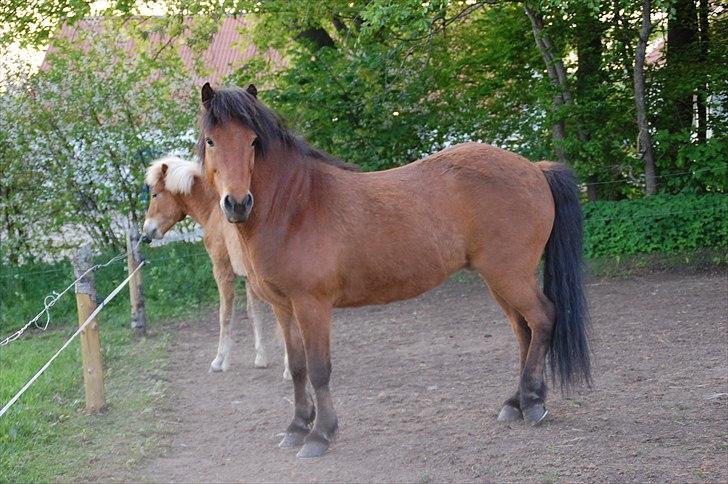 Islænder Fylkir fraEllidshøj billede 17