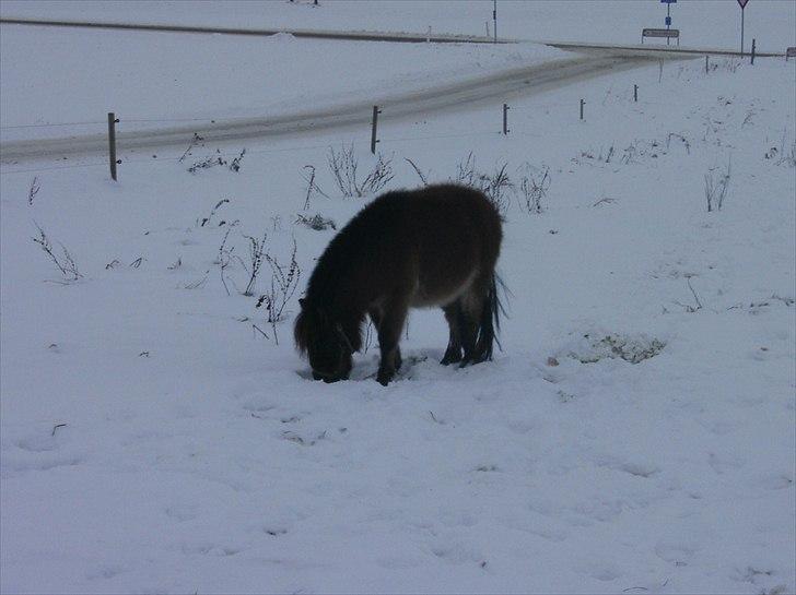 Shetlænder Charlie - snebillede |d. 4/12-10| billede 6