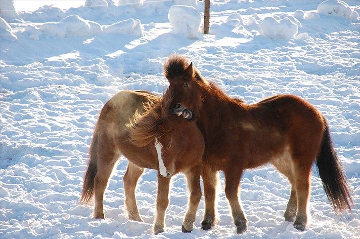 Islænder Dyggur fra Tranten billede 18