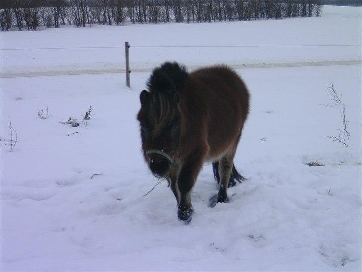 Shetlænder Charlie - Ved ikke rigtig hvad han ligner med alt den pels ;) |d. 4/12-10| billede 7