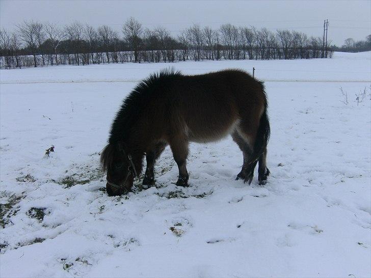 Shetlænder Charlie - lidt kraftigere udgave af drengen i sneen :) |d.4/12-10| billede 8