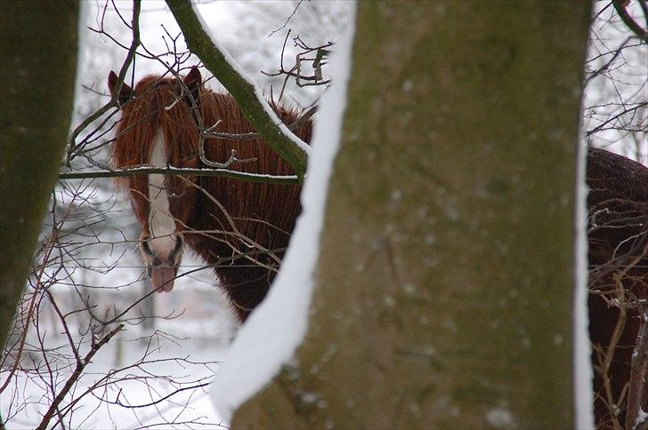 Islænder Dyggur fra Tranten billede 7
