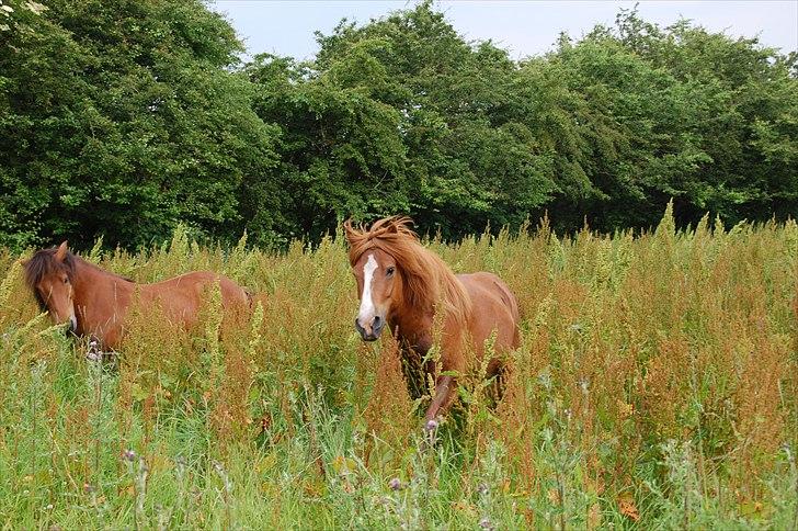 Islænder Dyggur fra Tranten billede 19