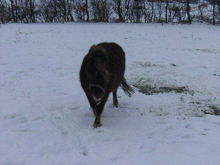Shetlænder Nuller  - Tykke Nuller i sneen :) |d.4/12-10| billede 6