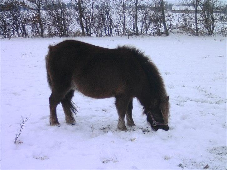 Shetlænder Nuller  - snebillede |d. 4/12-10| billede 7