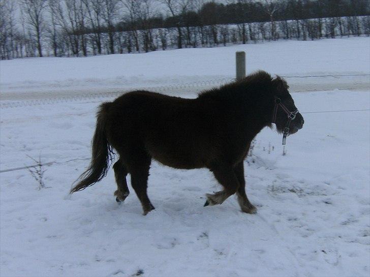 Shetlænder Nuller  - |d.4/12-10| billede 8