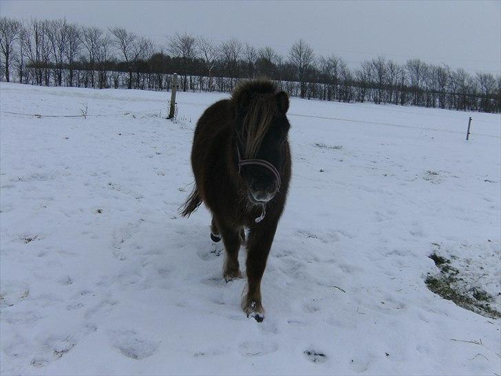 Shetlænder Nuller  - tykke :) |d.4/12-10| billede 9