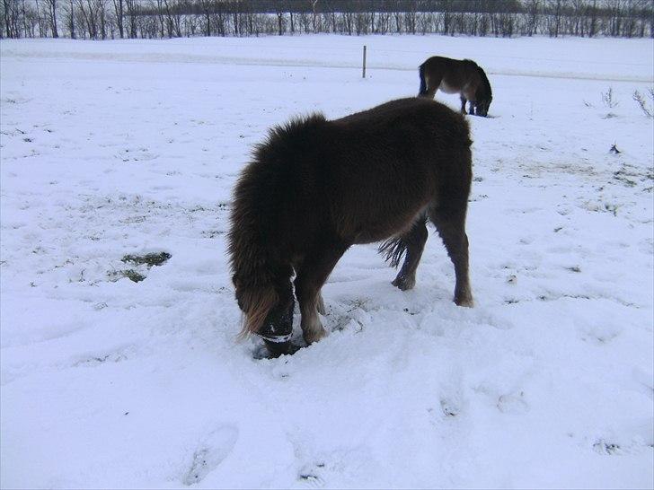 Shetlænder Nuller  - Hmm, jeg ved det er her et sted, altså græsset ;)|d.4/12-10| billede 10