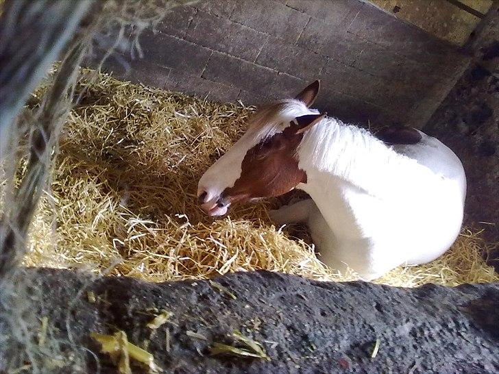 Anden særlig race Canupa - Er hun ikke bare dejlig? billede 14