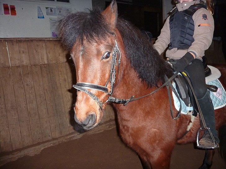 Anden særlig race Thanehøjs Mads billede 12