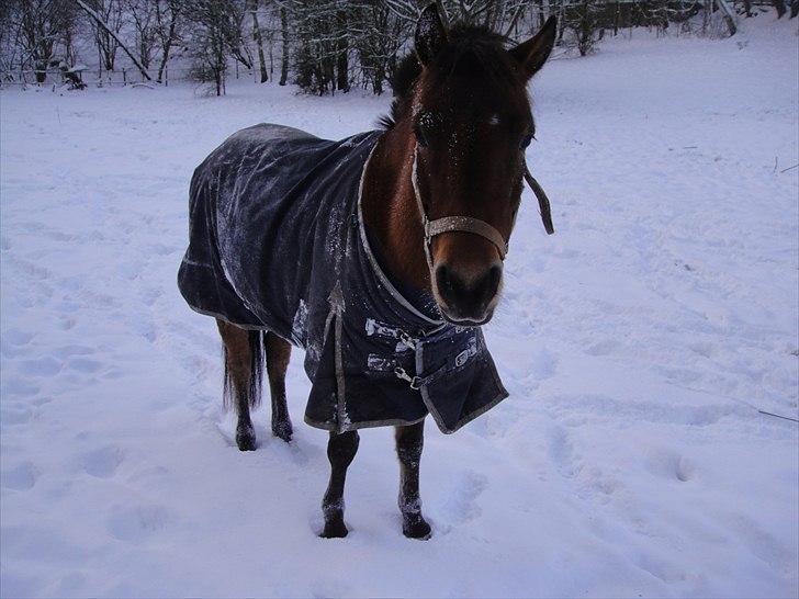 Anden særlig race Prins Kashmir • passer:-* billede 11