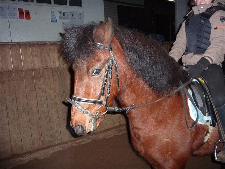 Anden særlig race Thanehøjs Mads billede 13