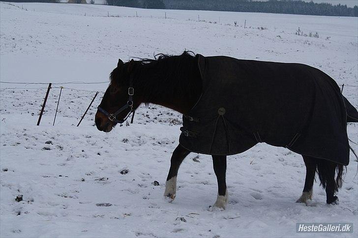 Anden særlig race Chess - :-D Chess i snevejr:D billede 11
