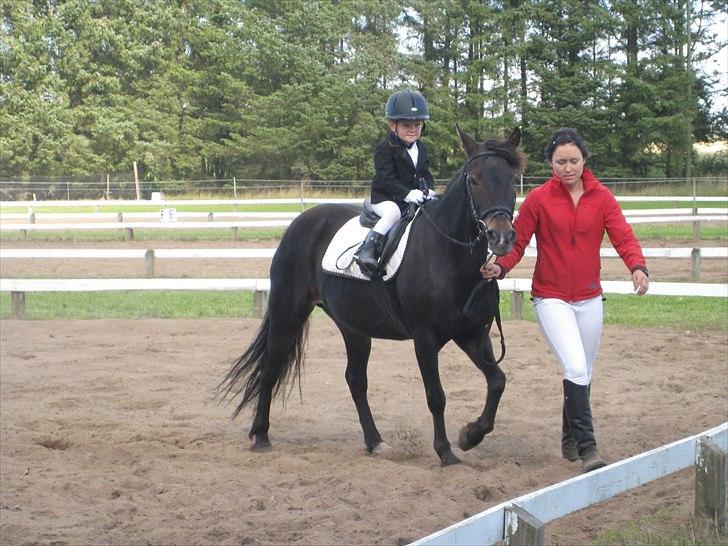 Anden særlig race Shiela billede 11