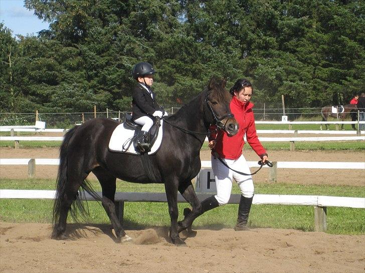 Anden særlig race Shiela billede 12