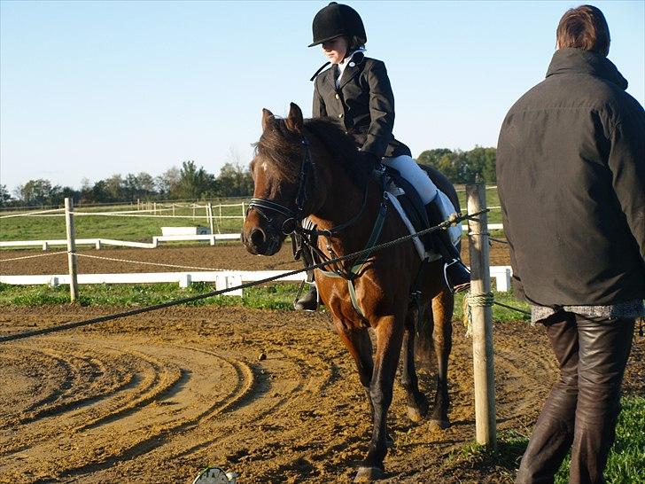 New Forest Bakkegårdens Pink Aline  billede 17