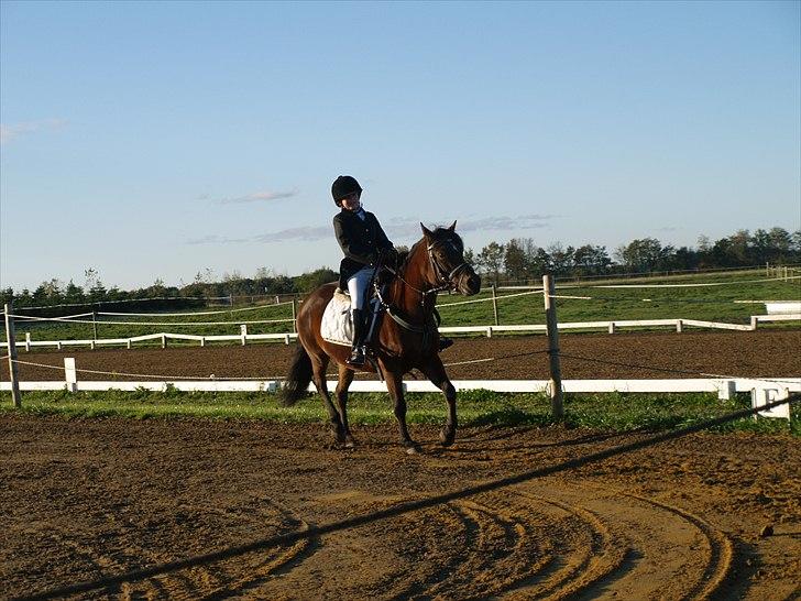 New Forest Bakkegårdens Pink Aline  billede 18