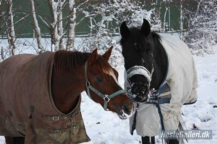DSP Holmgaard's Lisani B-pony - Lisani og Robin i sneen :-D' Så søde!:-D' | Vinter 2009 | Foto: ALberte Bidstrup:-* billede 10