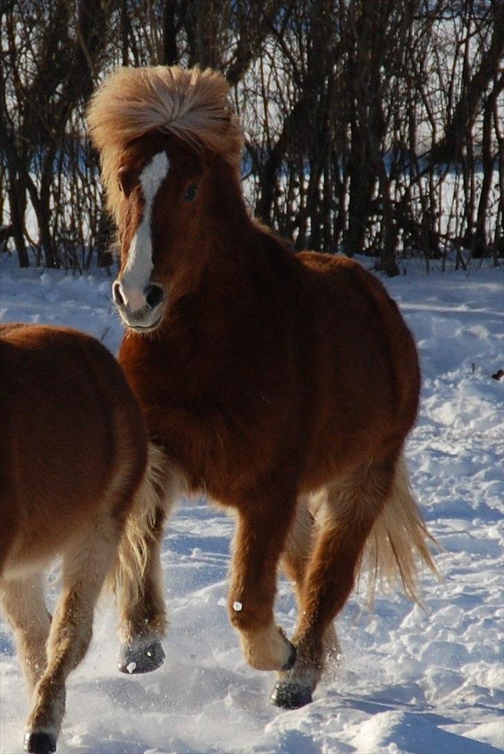 Islænder Hjalli fra Tranten - hjalli hygger ude på marken<3 billede 3