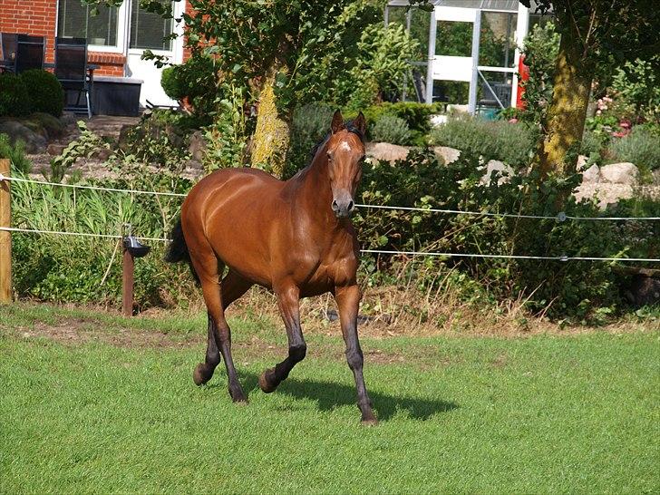 Dansk Varmblod Real Sensation billede 12