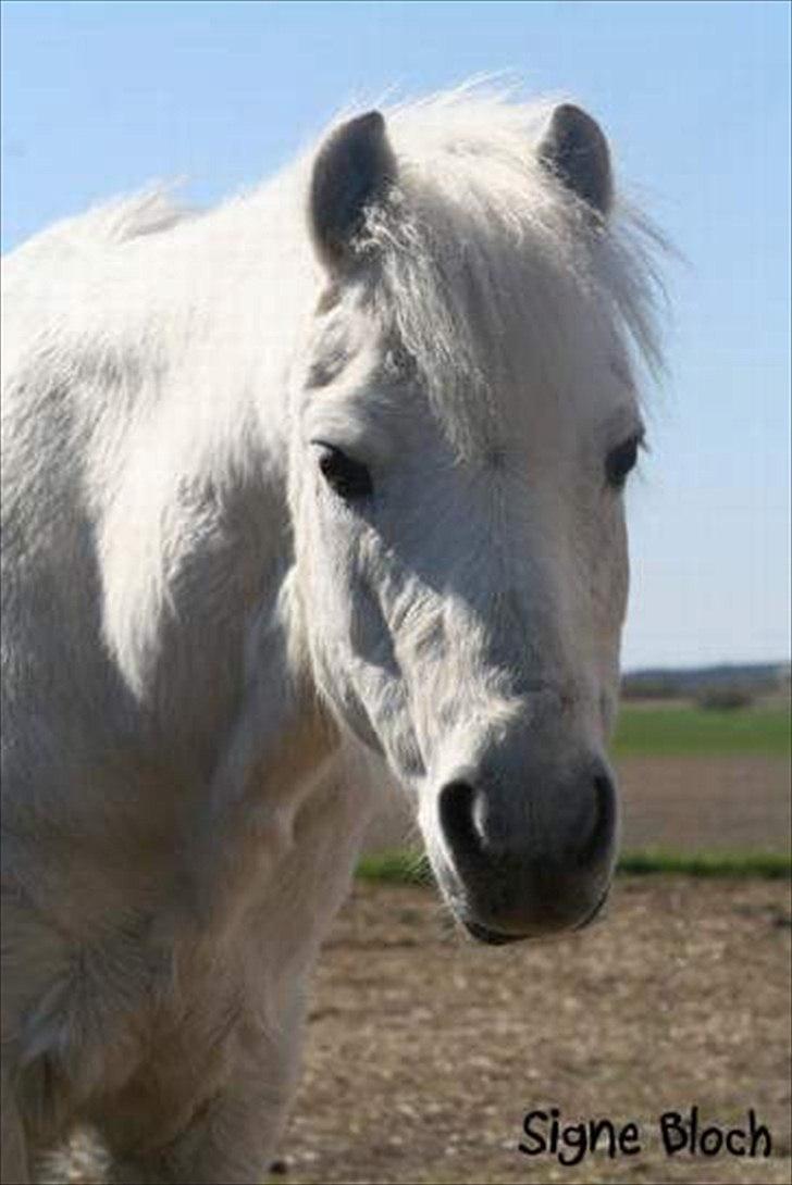 Welsh Mountain (sec A) Mikkel +R.I.P+ - hej hej :D  billede 19