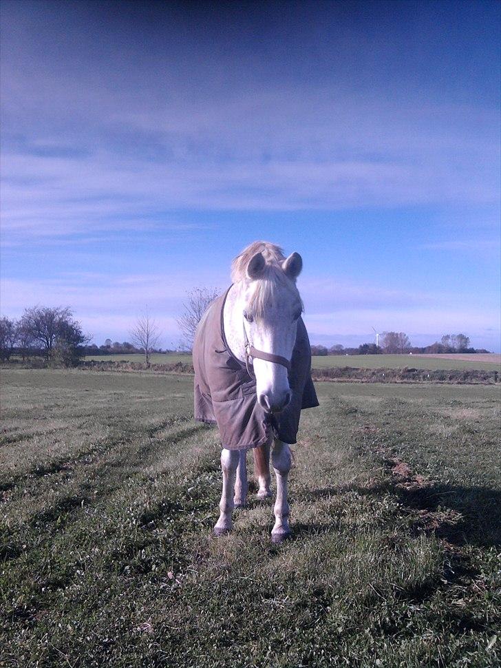 Connemara Sdr. Vestermark Carreen  - Carreen på folden billede 2