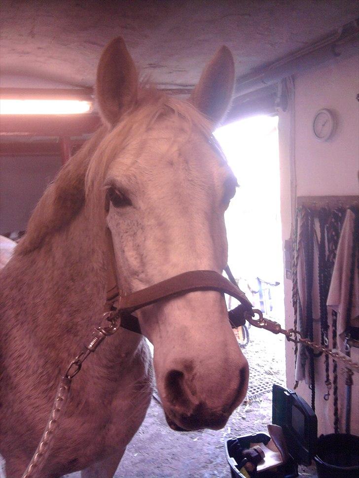 Connemara Sdr. Vestermark Carreen  - i stalden billede 3