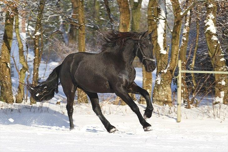 Frieser Ayla af Hestagergaard billede 17