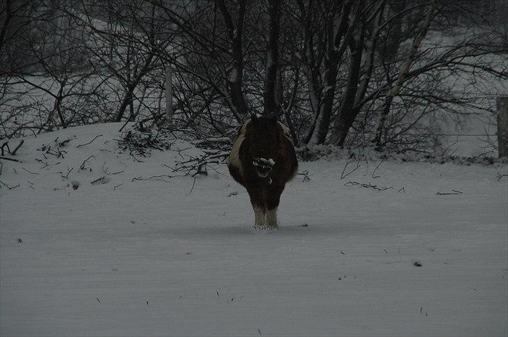 Shetlænder Malou - Solgt <3 billede 12