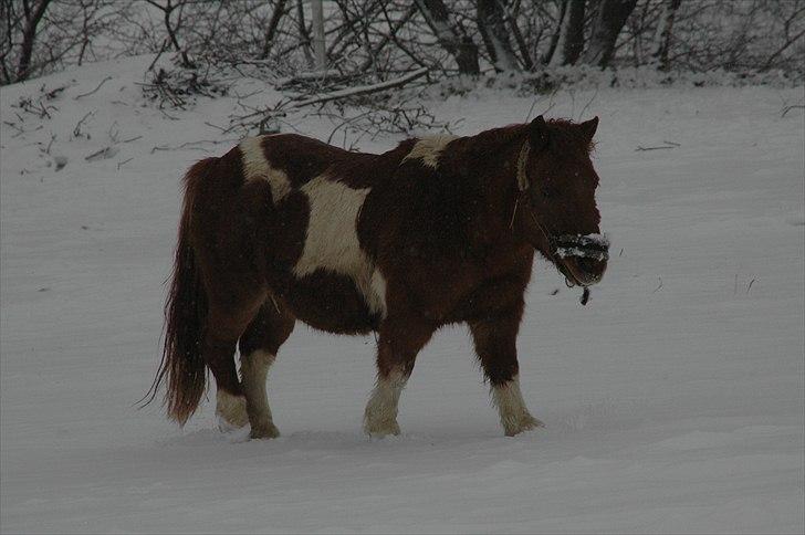 Shetlænder Malou - Solgt <3 billede 13
