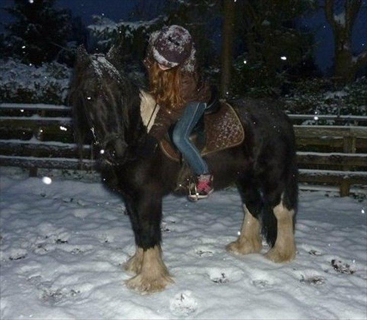 Irish Cob Charles X-part :( billede 5