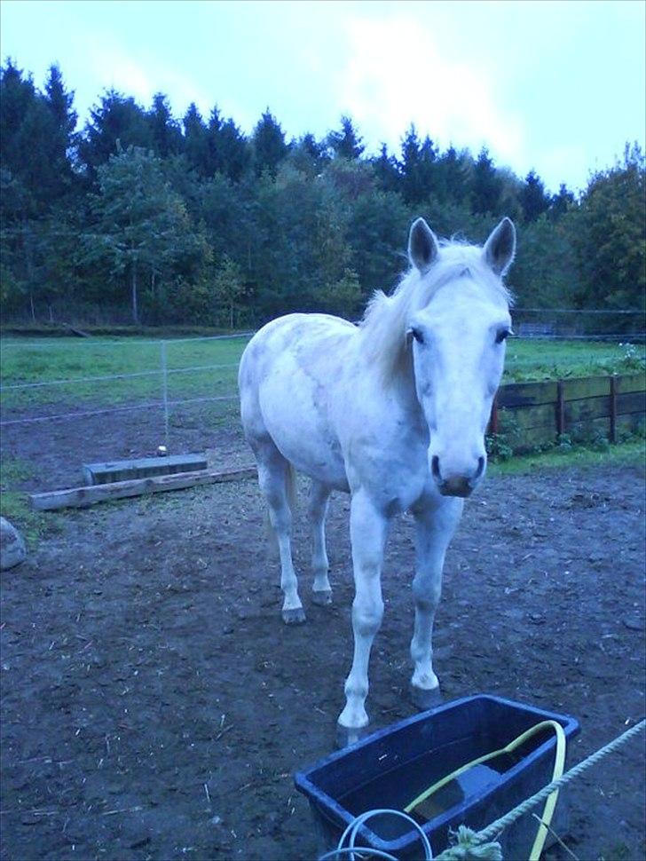 Mustang (Mexican Mustang) Artax billede 2