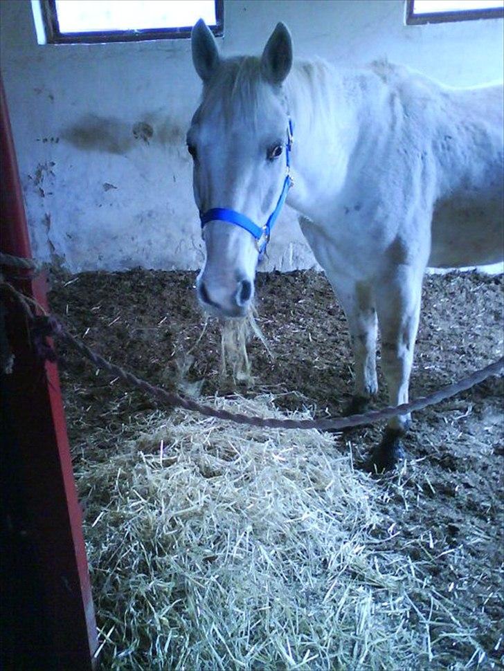 Mustang (Mexican Mustang) Artax billede 3