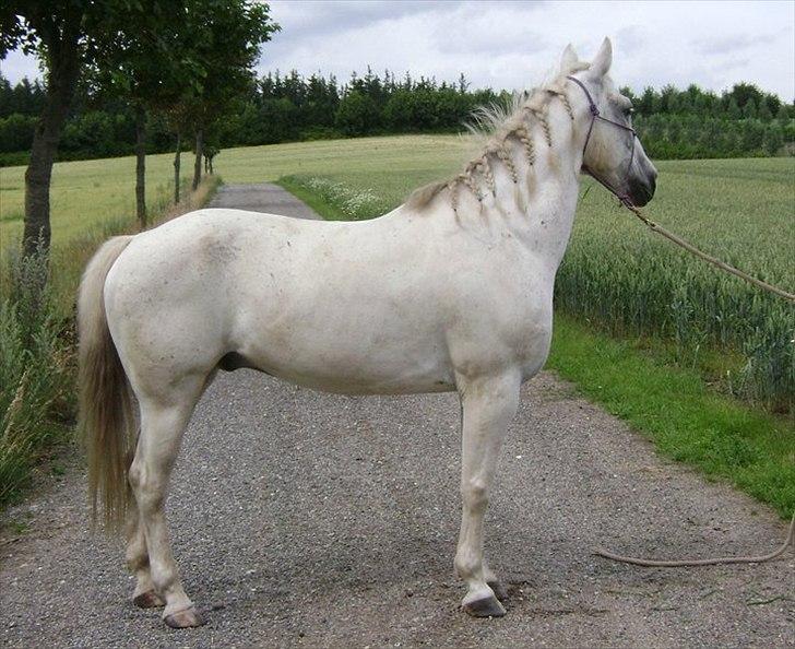 Mustang (Mexican Mustang) Artax - Så flot billede 4