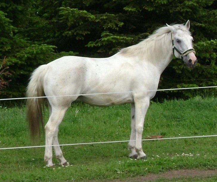 Mustang (Mexican Mustang) Artax billede 6