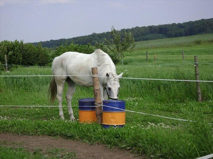 Mustang (Mexican Mustang) Artax - Hmmm, barrel racing? billede 8