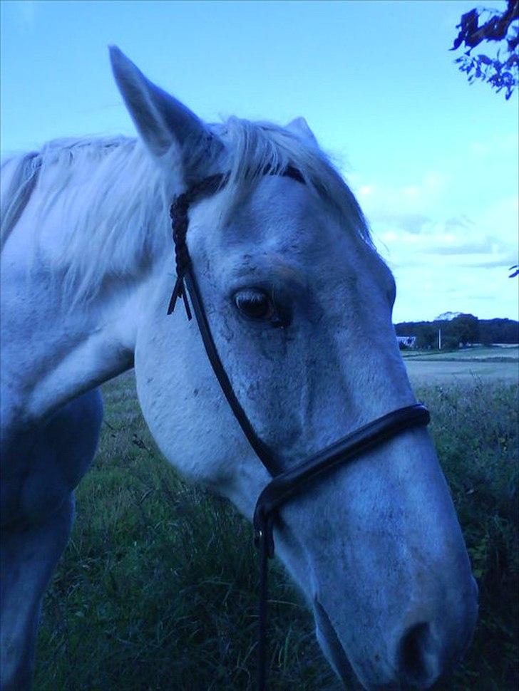 Mustang (Mexican Mustang) Artax billede 9