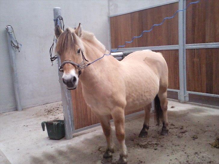 Fjordhest Nette <3 (mor til Molli) •himmelpony• - søde nette i den nye stald på lynggården <3 billede 18