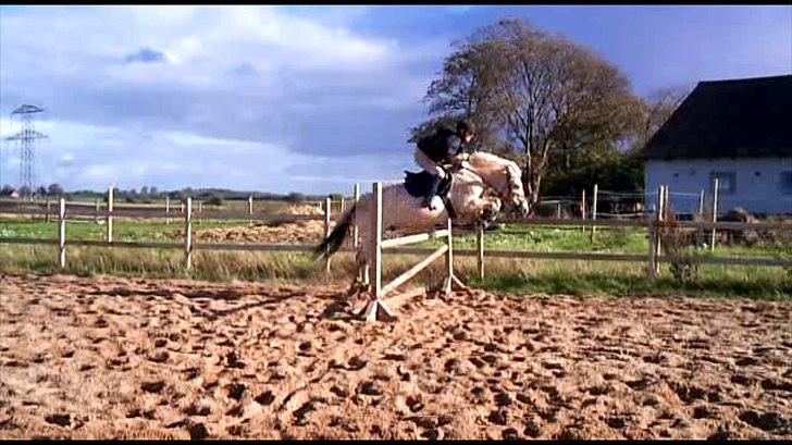 Fjordhest Prins (':  billede 8