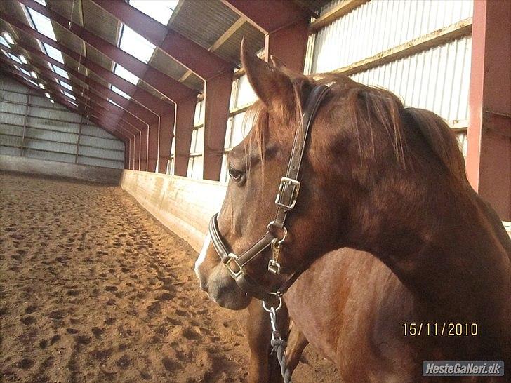Hannoveraner D´artagnan Solgt! billede 4