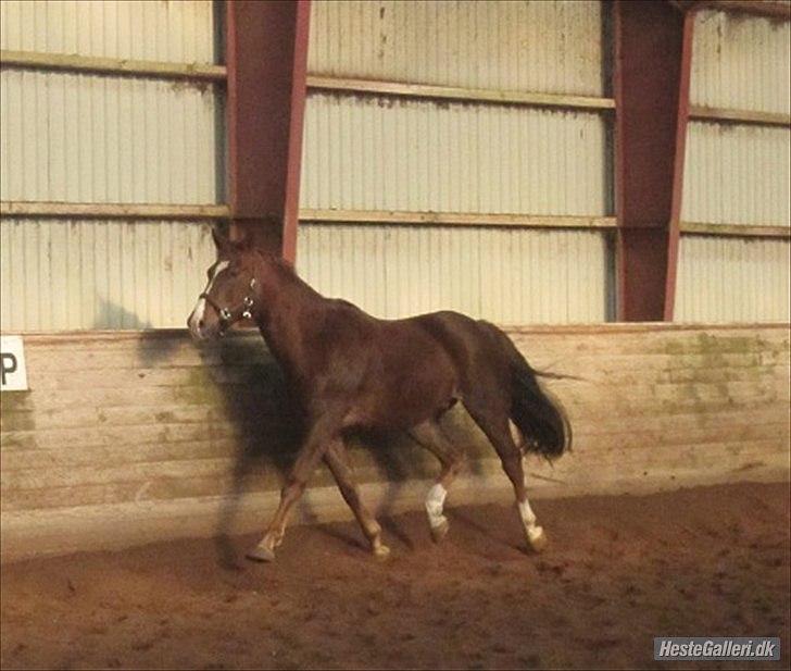 Hannoveraner D´artagnan Solgt! billede 5
