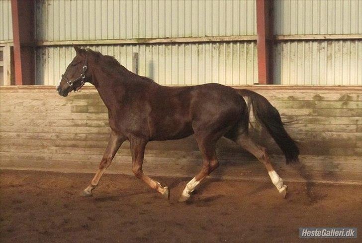 Hannoveraner D´artagnan Solgt! billede 3
