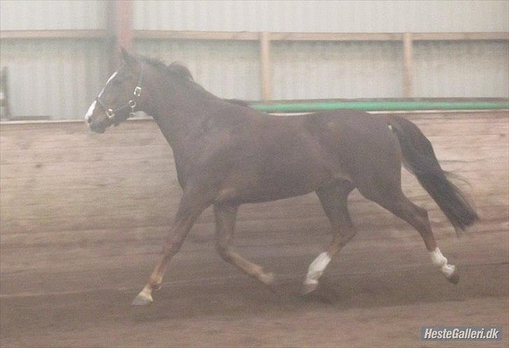 Hannoveraner D´artagnan Solgt! billede 6